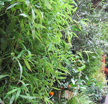Au Jardin d’Edgar